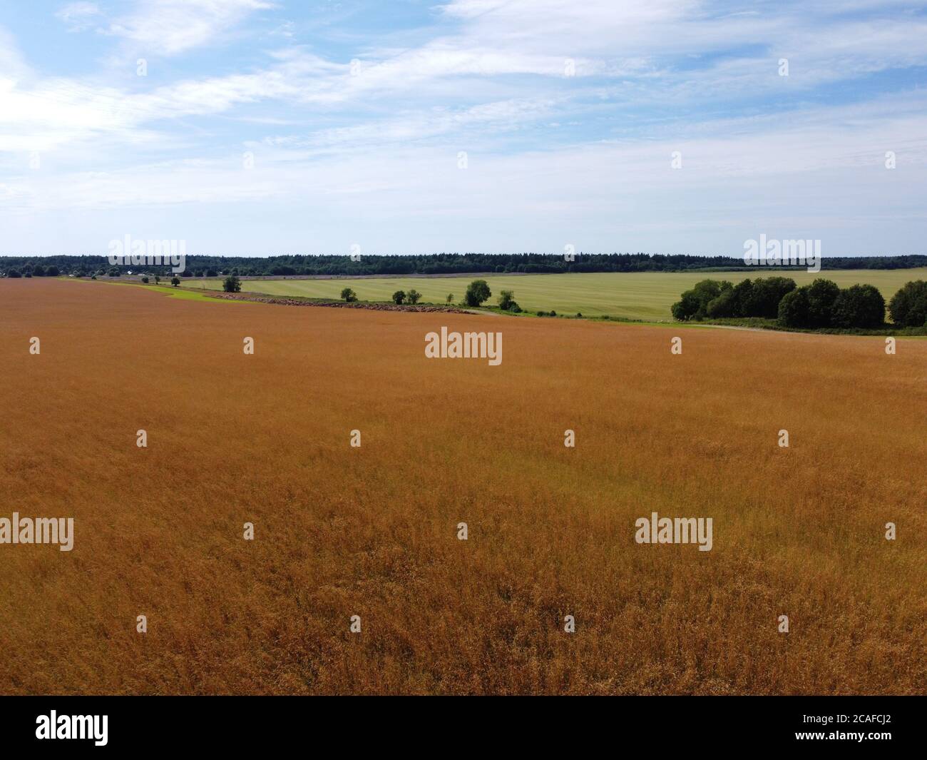 Campo di fieno d'oro nel paesaggio agricolo verde Foto Stock