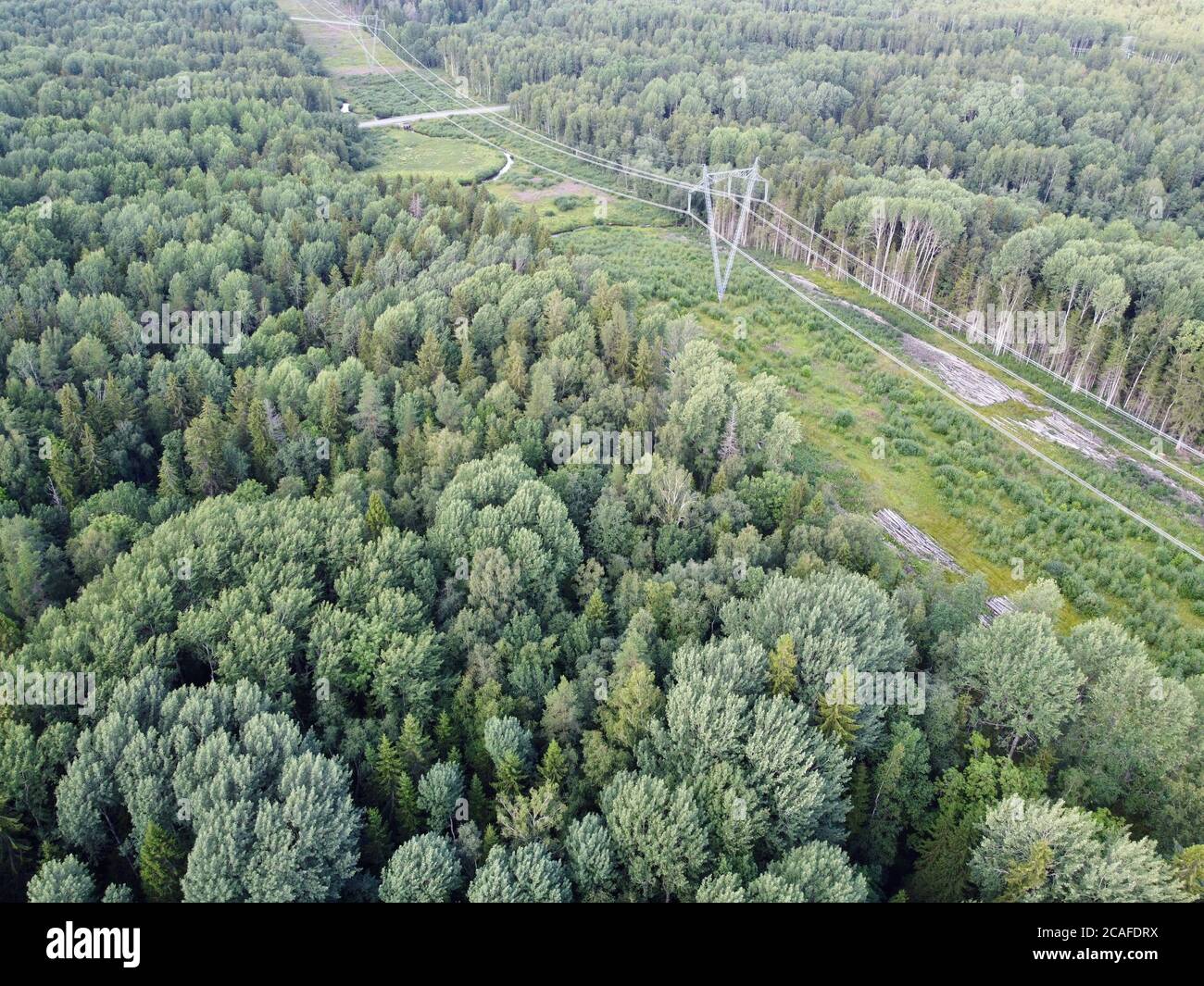 Vista aerea dall'alto verso il basso delle linee elettriche situate nella foresta. Foto Stock