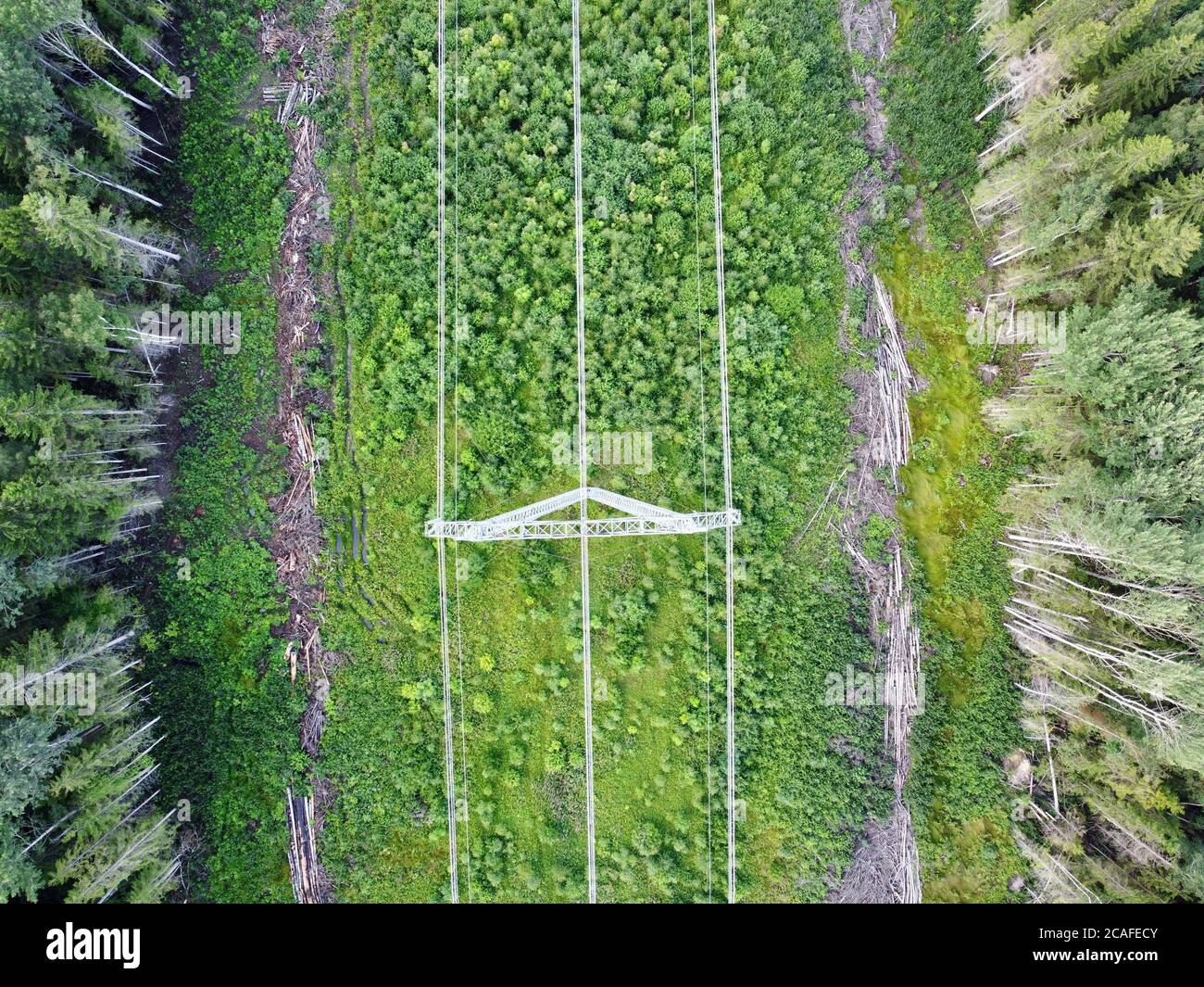 Vista aerea dall'alto verso il basso delle linee elettriche situate nella foresta. Foto Stock