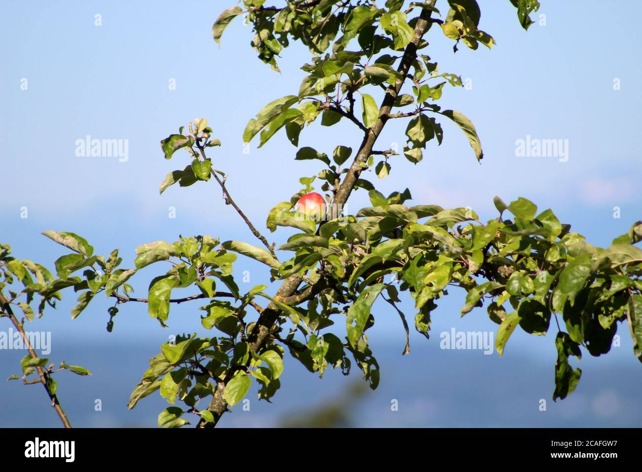 Mela solitaria appesa su un ramo d'albero in una giornata di sole Foto Stock