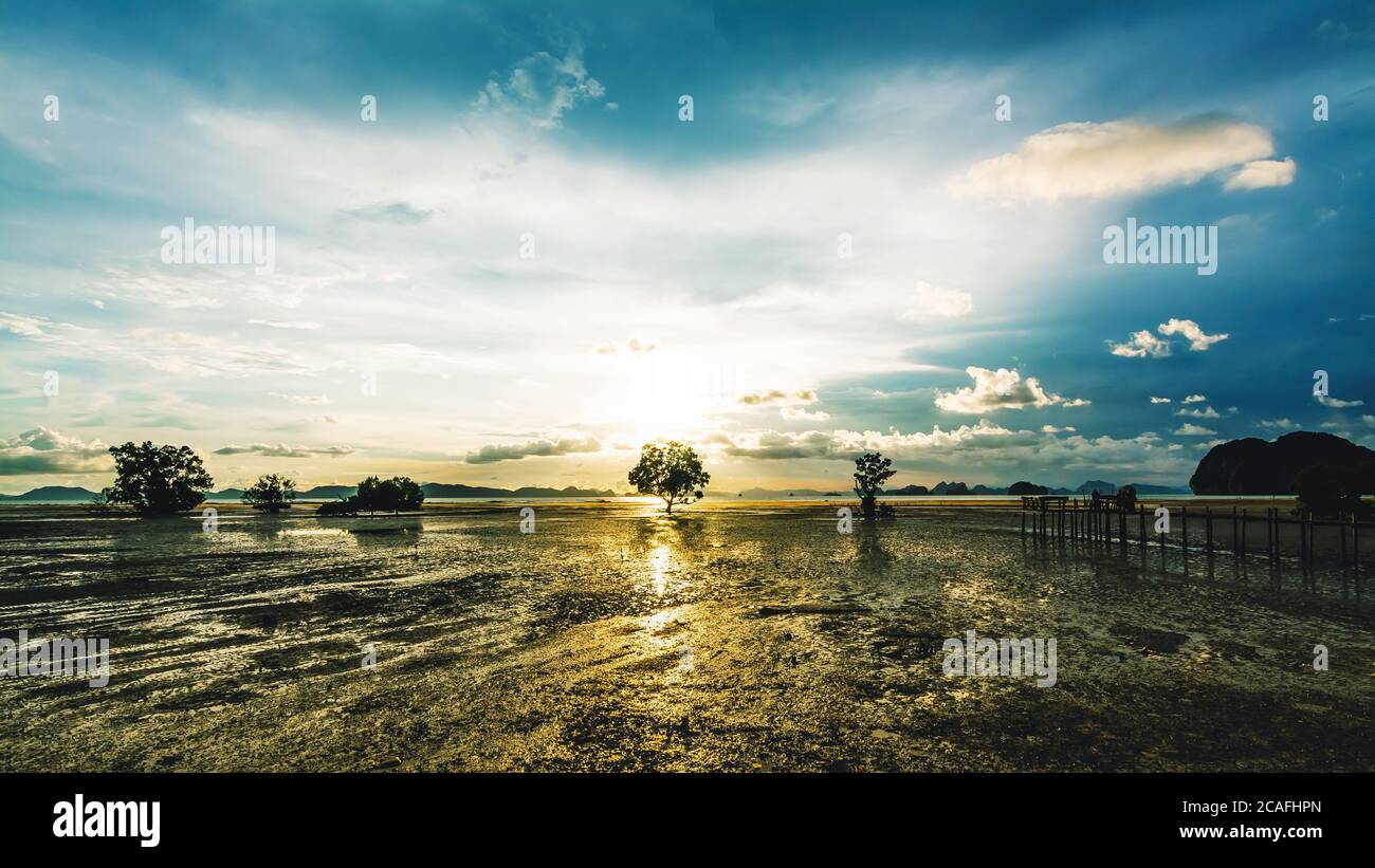 Silhouette di un albero di sera Foto Stock
