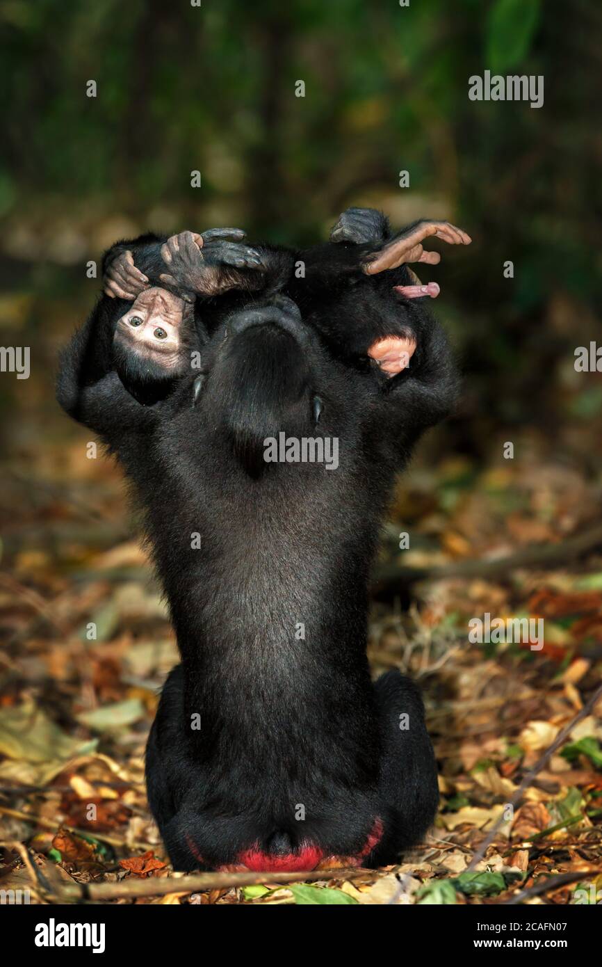 Bambino giovane con madre, scimmia endemica Celebes macaco crestato noto come scimmia nera (Macaca nigra) nella foresta pluviale, Tangkoko Riserva Naturale nel Nord su Foto Stock