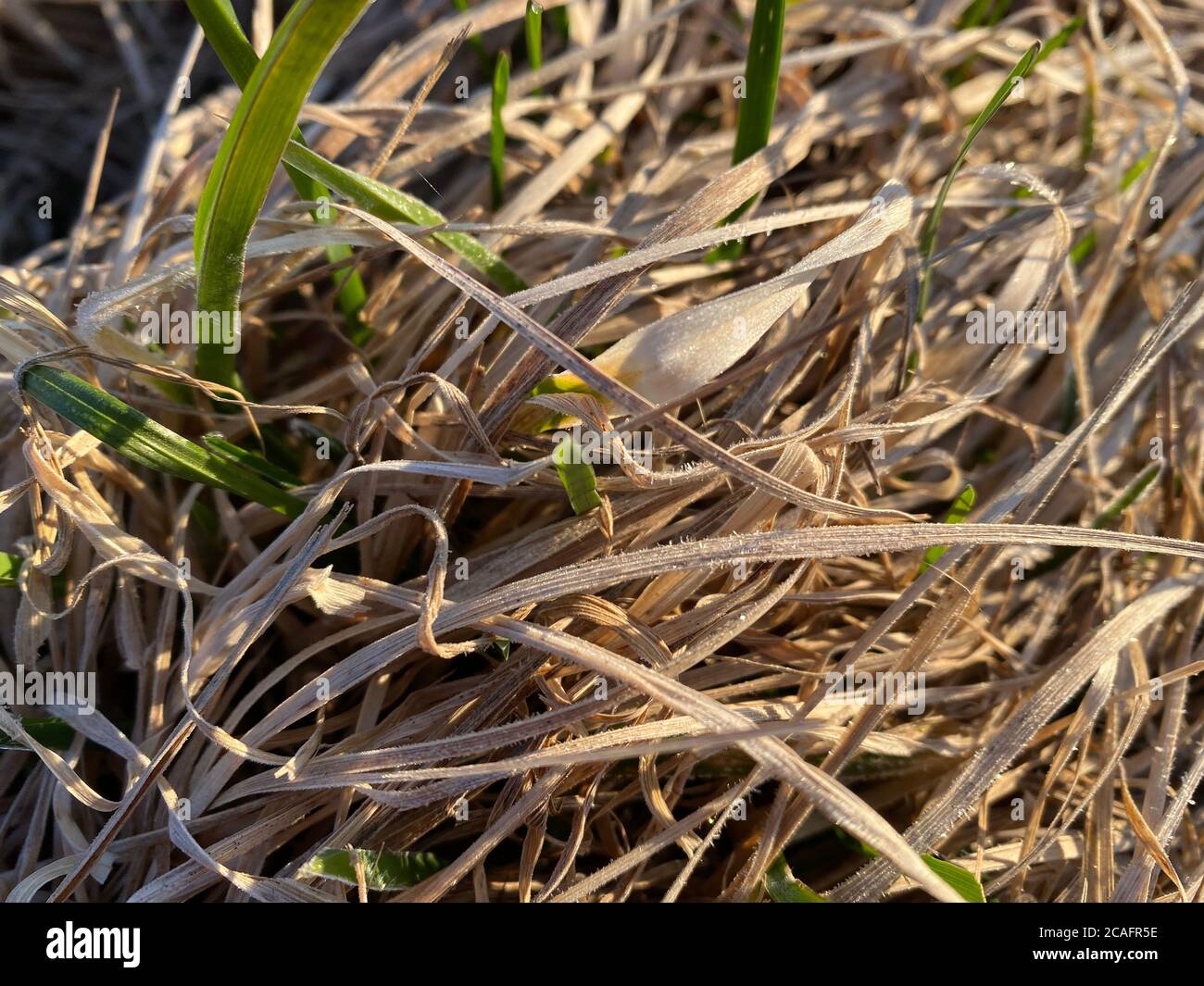 erba secca gialla in brina la mattina presto Foto Stock