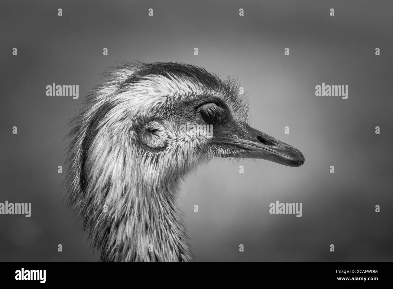 Ritratto di una Rea Foto Stock