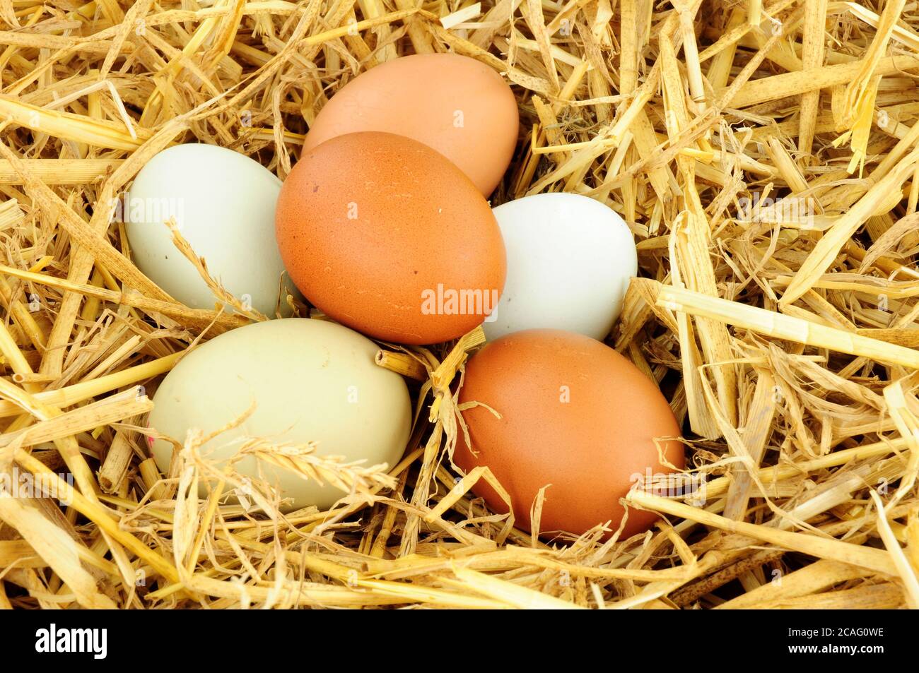 Uova di galline a gamma libera su fondo di paglia Foto Stock