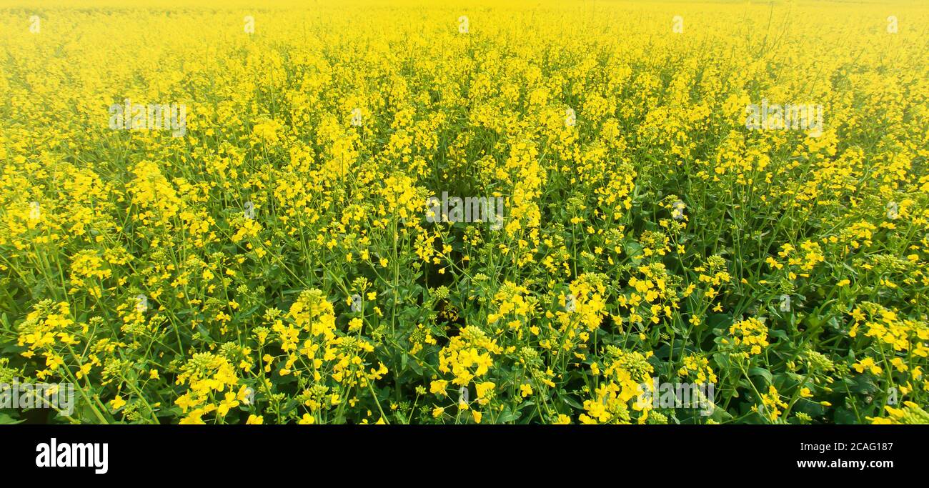 Paesaggio di campi di fiori di senape al mattino, fioritura di fiori di senape giallo in una valle all'alba, fiori di senape luminoso. Foto Stock