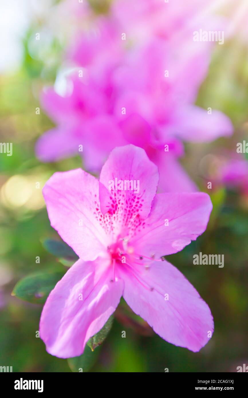 Fiori di rododendro in fiore all'alba, fiori rosa brillante di rododendro alla luce del mattino. Primo piano. Mettere a fuoco sui petali rosa. Foto Stock