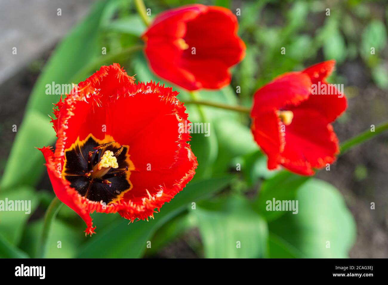 Bellissimo rosso Tulip fiore cresciuto sulla trama su sfondo verde di fogliame. Foto Stock
