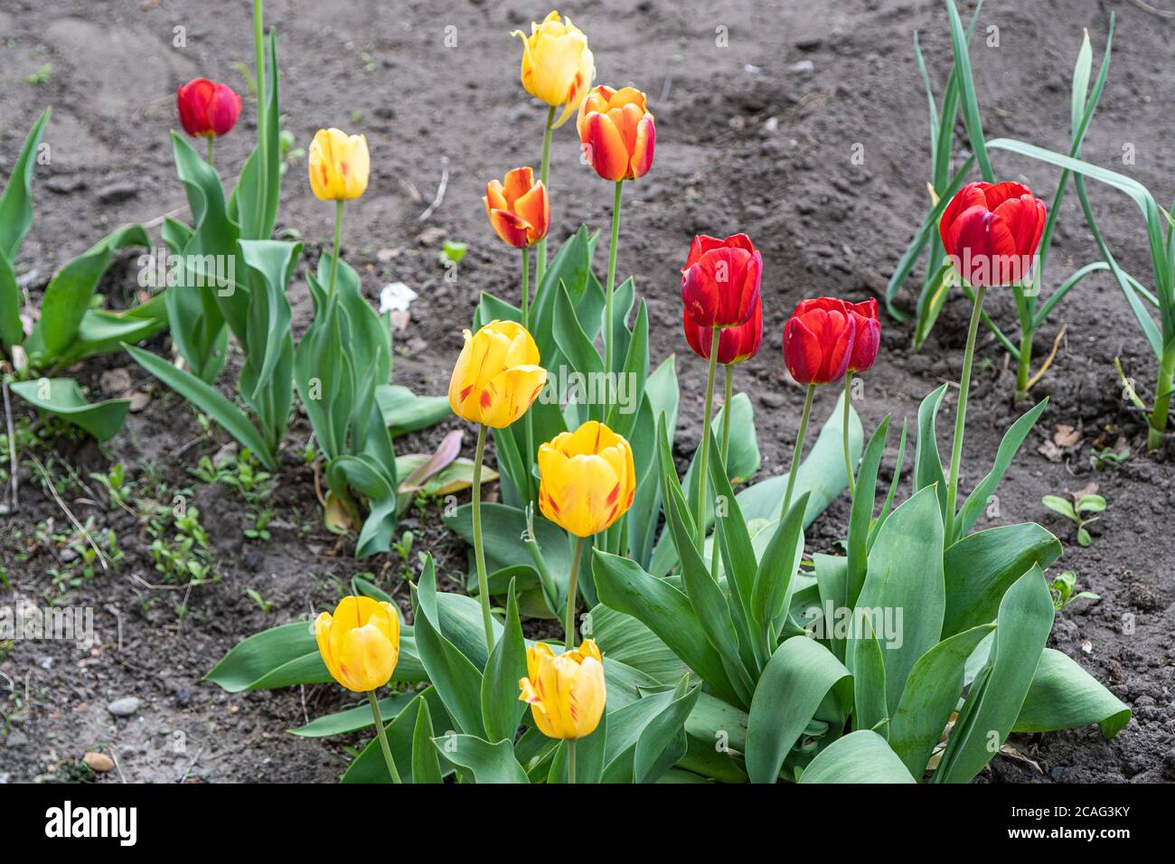 Tulipani colorati di colore giallo e rosso crescono con foglie verdi sulla trama. Foto Stock