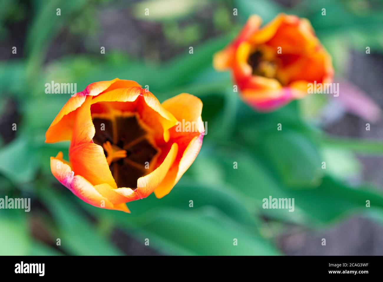 Tulipani Rembrandt in crema e rosso sulla trama su uno sfondo verde di fogliame. Primo piano Foto Stock