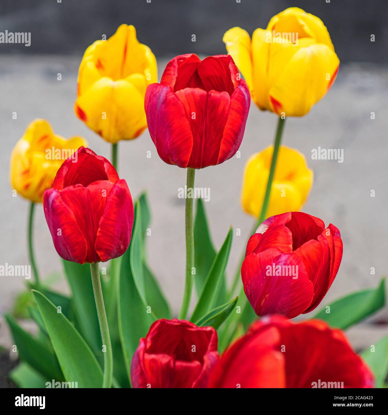 Tulipani colorati di colore giallo e rosso crescono con foglie verdi sulla trama. Tulipani rossi e gialli Foto Stock