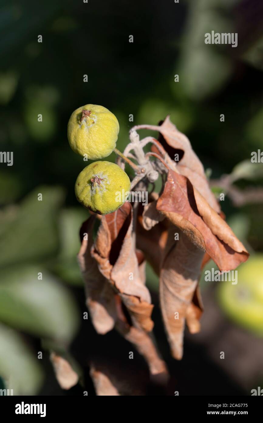 L'ustione batterica degli alberi da frutto è causata da funghi e batteri patogeni. Porta alla morte di frutti e alberi Foto Stock