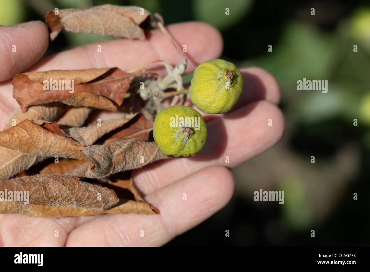 Erwinia amylovora batteri atacks alberi da frutto foglie e causa malattie, bruciature batteriche o fuoco di giovani germogli di mela. Foto Stock