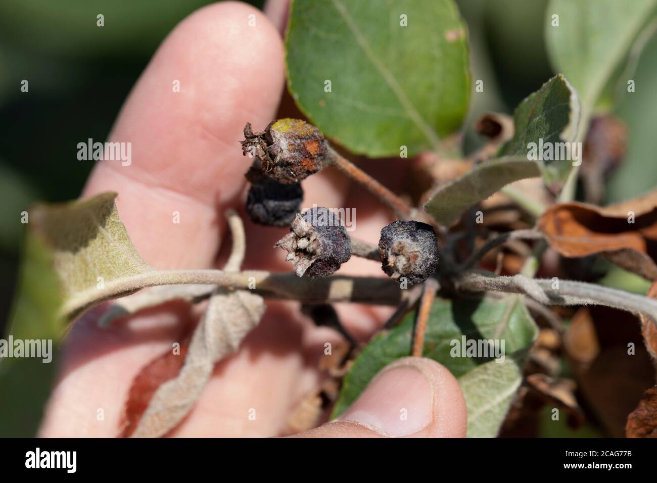 Erwinia amylovora batteri atacks alberi da frutto foglie e causa malattie, bruciature batteriche o fuoco di giovani germogli di mela. Foto Stock