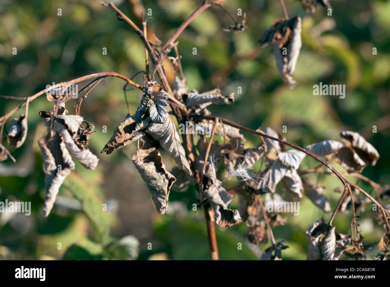 Malattia di alberi da frutta. Erwinia amylovora batterium causa malattie, ustioni batteriche o fuochi d'artificio di giovani germogli. Foto Stock