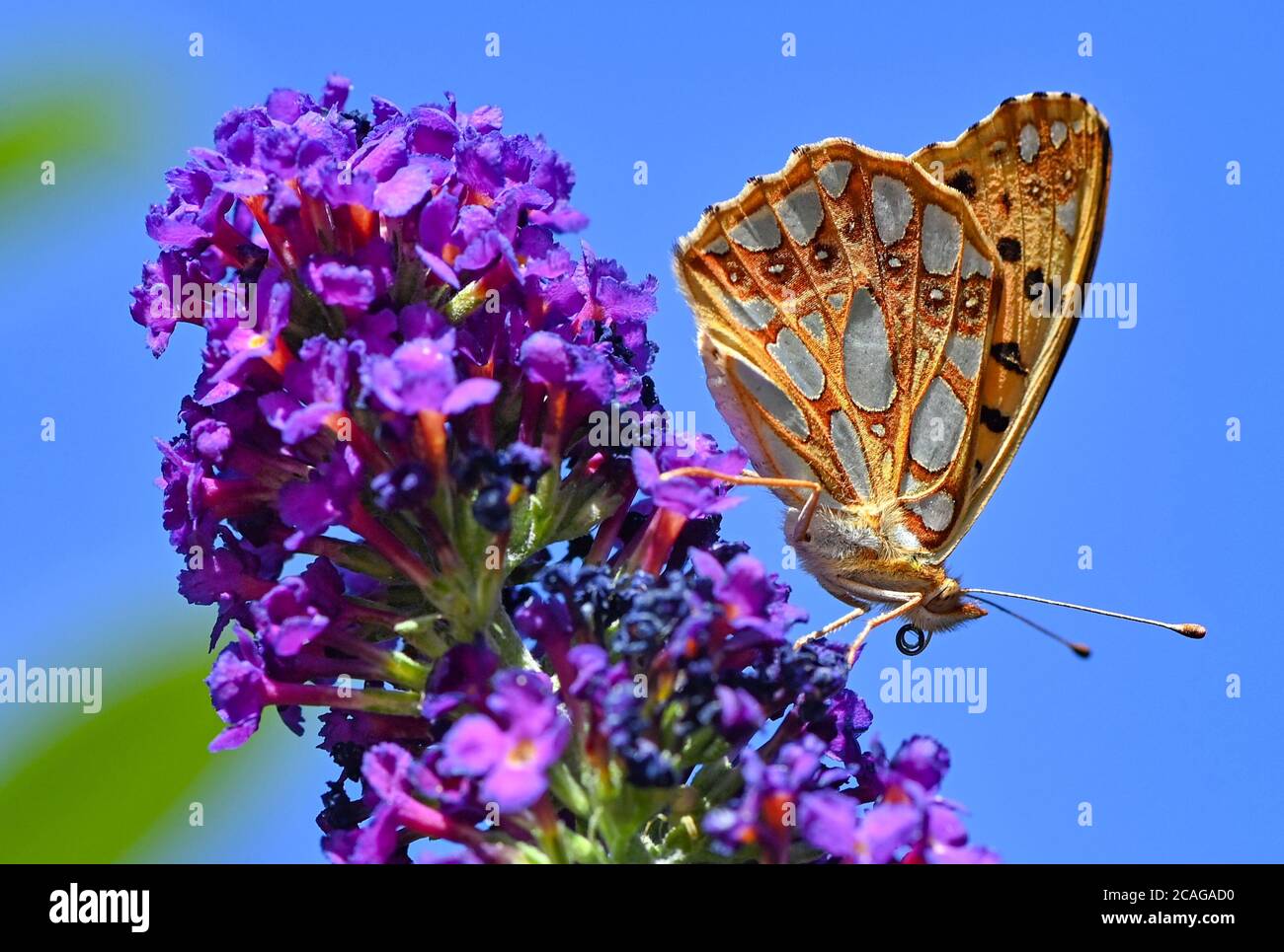 Sieversdorf, Germania. 06 agosto 2020. Una piccola farfalla madreperla (Issoria lathonia) cerca nettare sui fiori di un lilla farfalla, noto anche come la farfalla. La farfalla deve il suo nome alle grandi macchie bianche sul lato inferiore delle sue ali, che ricordano la madre-della-perla. Credit: Patrick Pleul/dpa-Zentralbild/ZB/dpa/Alamy Live News Foto Stock