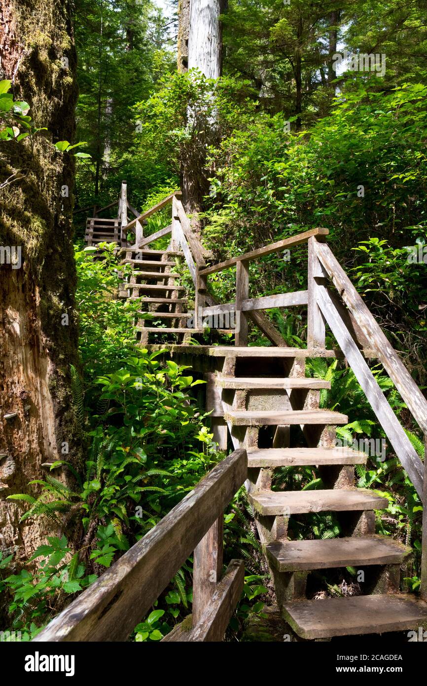 Passi di legno attraverso la foresta pluviale temperata costiera nella riserva del Parco Nazionale del Pacific Rim sull'Isola di Vancouver nella British Columbia, Canada. Foto Stock