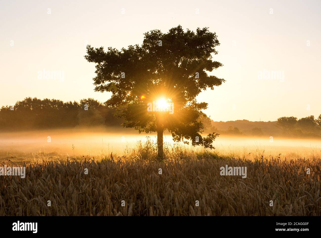 Amburgo, Germania. 07 agosto 2020. Il sole sorge nel quartiere di Billwerder, dietro un prato coperto dalla nebbia, un campo di grano e un albero nella riserva naturale Boberger Niederung. Credit: Daniel Bockwoldt/dpa/Alamy Live News Foto Stock