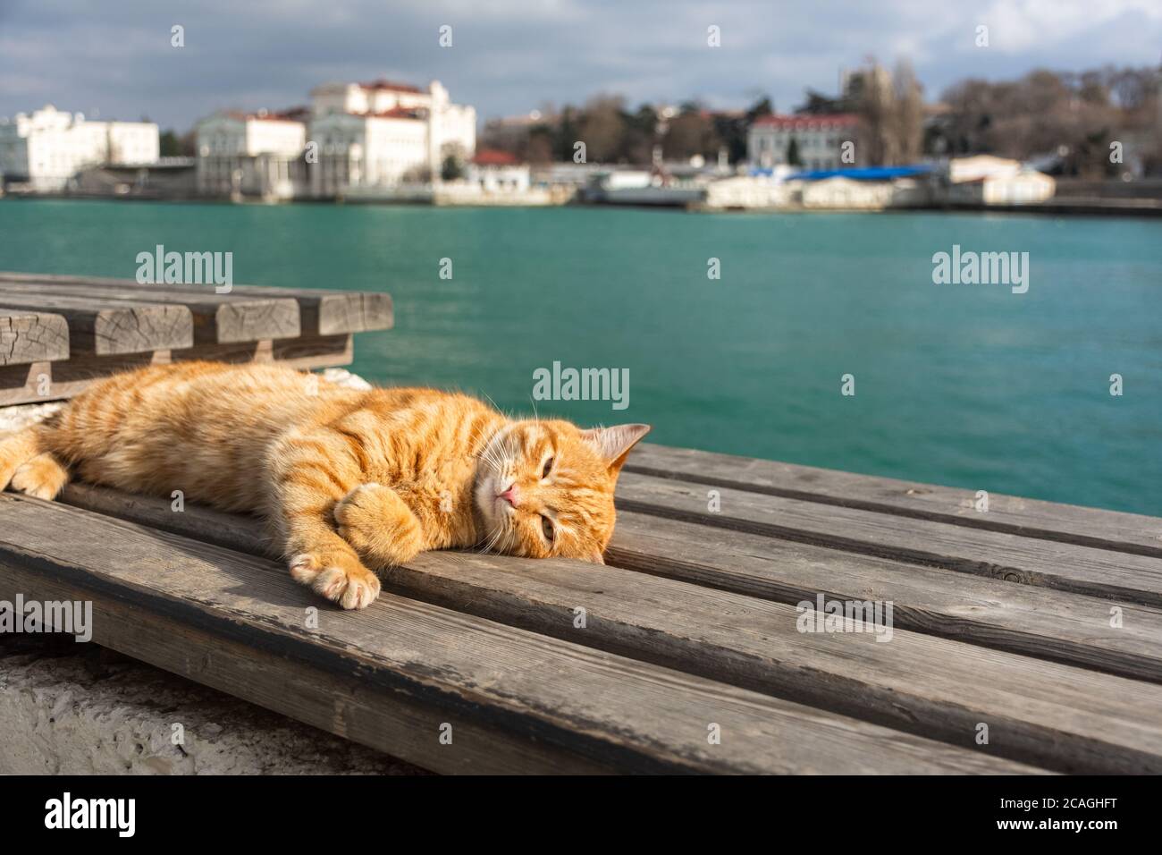 Un gatto rosso dorme su una panchina contro il mare. Bel gatto tabby arancione con occhi chiusi. Concetto di relax e relax in riva al mare. Foto Stock