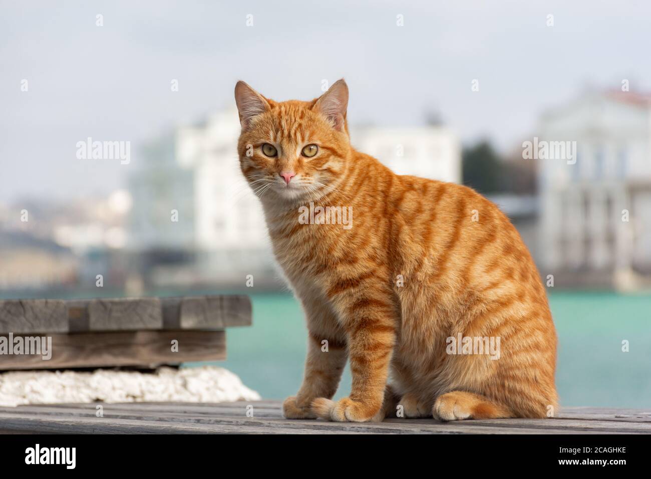 Un gatto rosso si siede sullo sfondo del mare e guarda direttamente nella macchina fotografica. Un bel gatto tabby con occhi sorpresi. Ritratto di una giovane divisa rossa Foto Stock