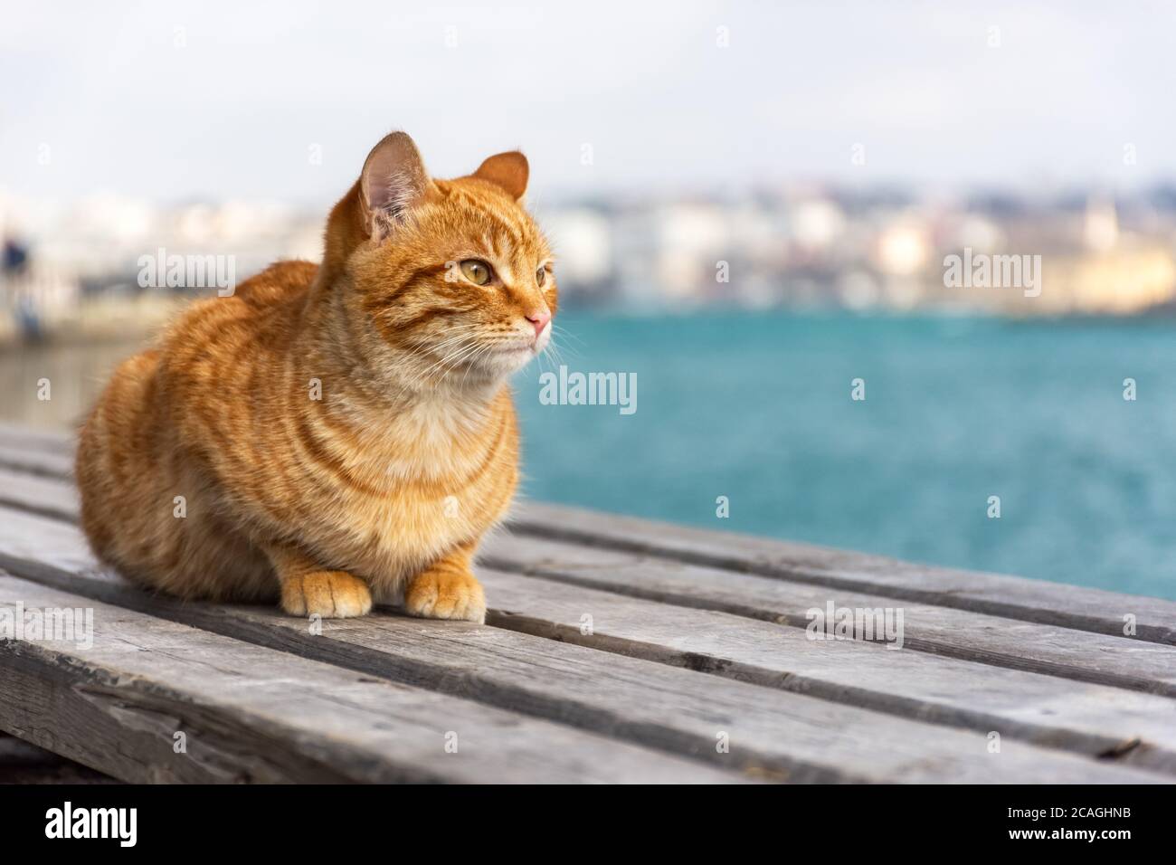 Un gatto rosso si siede sullo sfondo del mare e guarda lontano. Un bel gatto tabby con occhi sorpresi. Ritratto di un giovane gattino rosso sullo sfondo Foto Stock
