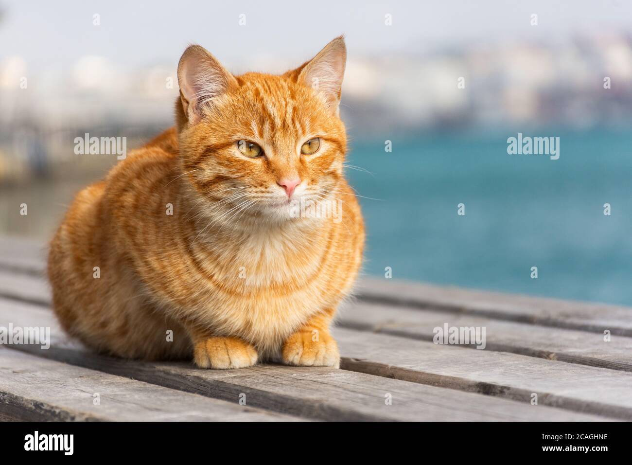 Un gatto rosso si siede sullo sfondo del mare e guarda lontano. Un bel gatto tabby con occhi sorpresi. Ritratto di un giovane gattino rosso sullo sfondo Foto Stock