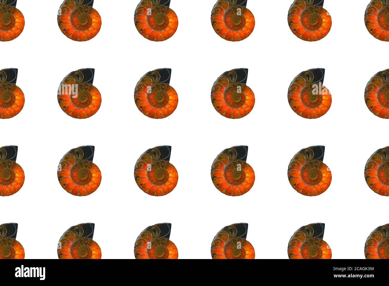 Modello senza giunture di fossili. Guscio in ammonite color ambra brillante, isolato su sfondo bianco. Design piatto. Spirale Fibonacci. Foto Stock