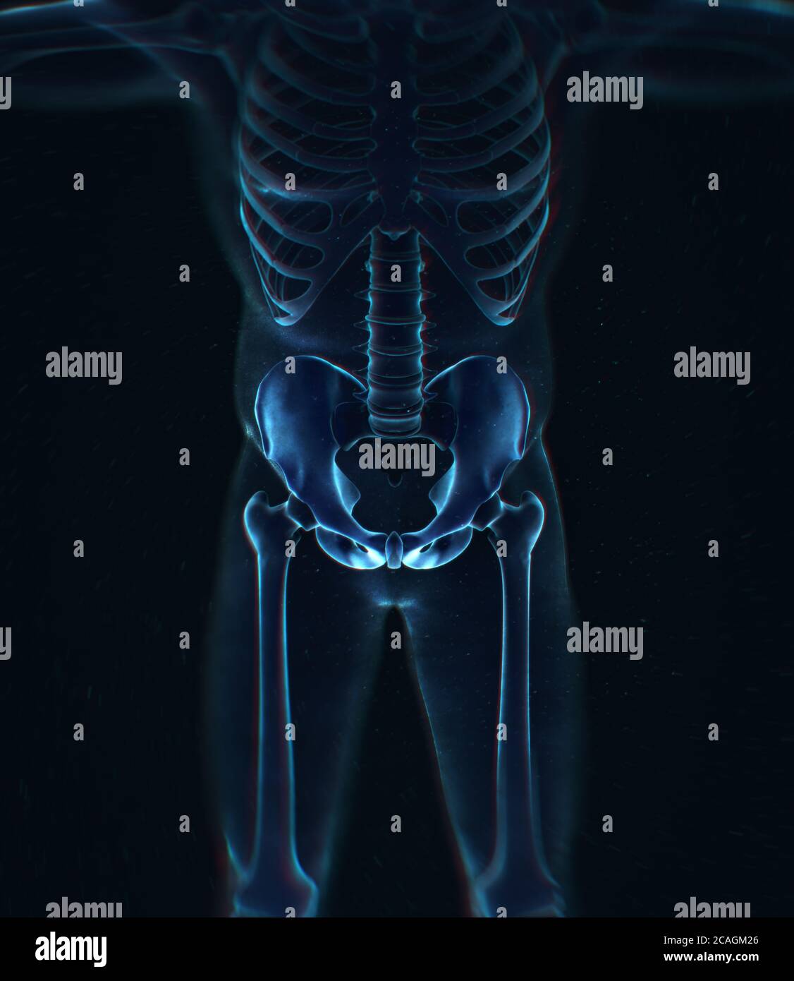 Osso ilium, osso dell'anca o bacino. Anatomia umana, raggi X struttura scheletrica ossea. Illustrazione 3D. Foto Stock
