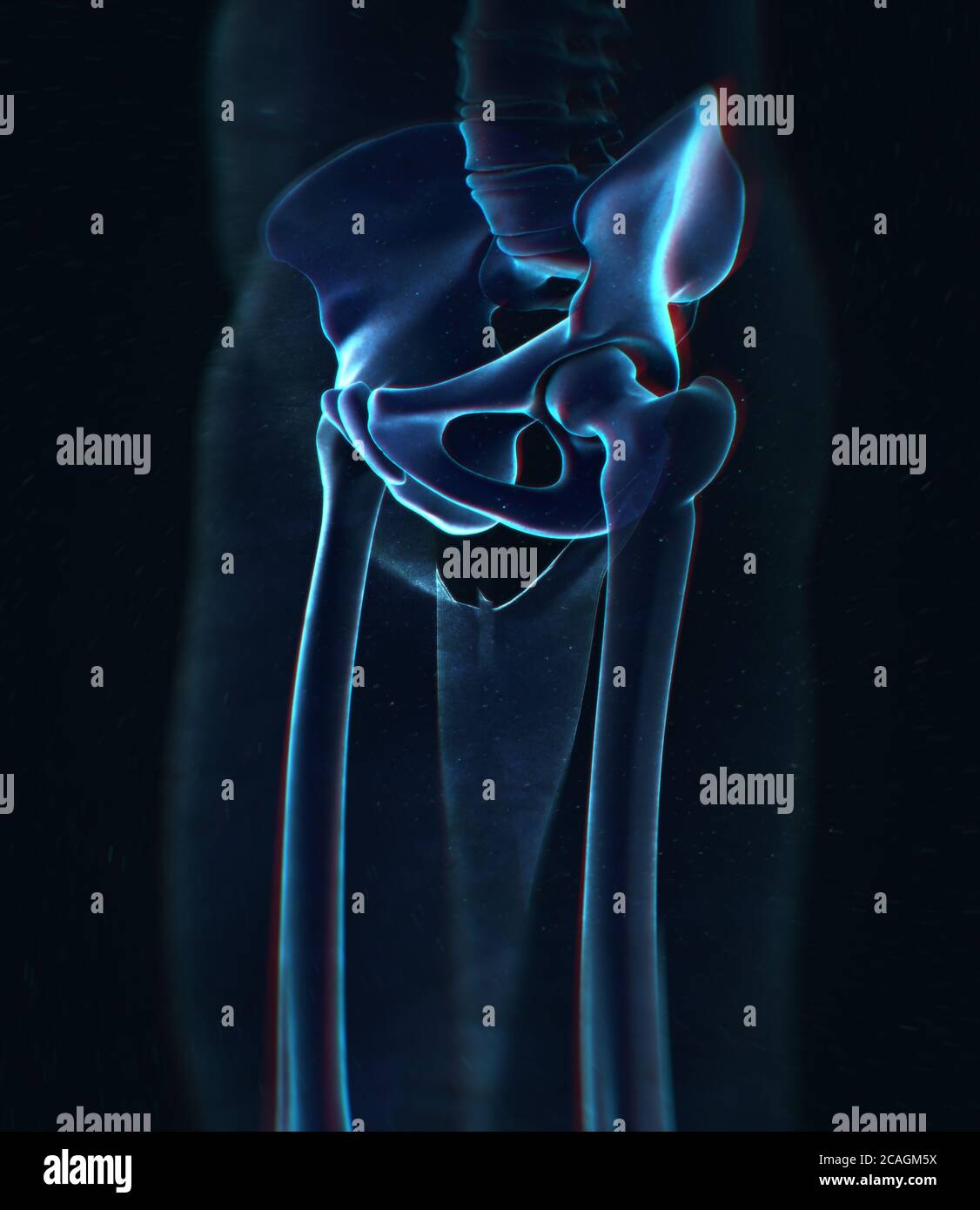 Osso ilium, osso dell'anca o bacino. Anatomia umana, raggi X struttura scheletrica ossea. Illustrazione 3D. Foto Stock