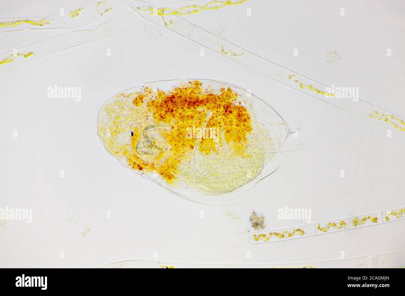 Vista microscopica dell'animale a ruota planctonica (rotifer). Illuminazione a campo chiaro. Foto Stock
