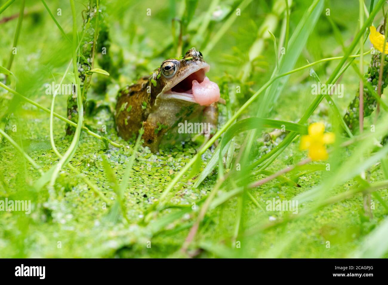 Rana temporaria (rana comune) nel regno unito giardino fauna selvatica stagno coperto in anatre con bocca aperta, Scozia, Regno Unito - rana ha appena mancato di catturare un insetto Foto Stock