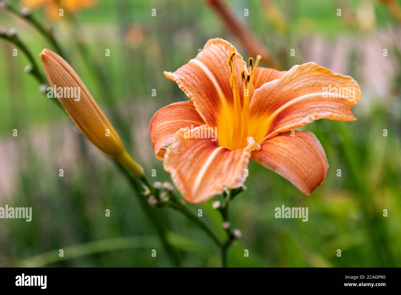Closeup di Hemerocallis fulva, il giglio di giorno arancione, giglio di giorno awny, giglio di mais, giglio di tigre, giglio di giorno pieno o fiore di giglio di fossa Foto Stock