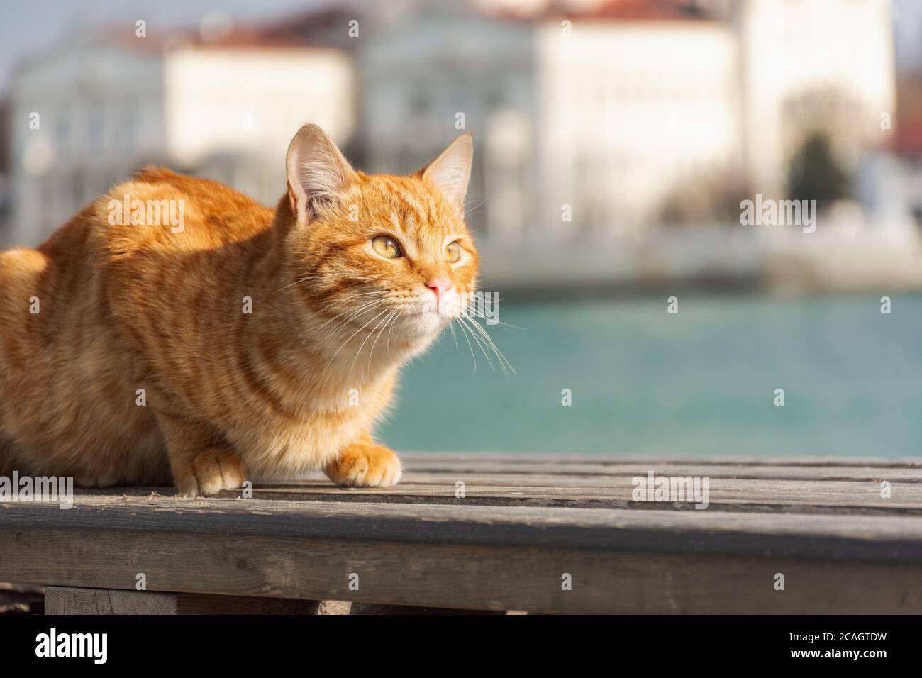 Un gatto rosso si siede sullo sfondo del mare e guarda lontano. Un bel gatto tabby con occhi sorpresi. Ritratto di un giovane gattino rosso sullo sfondo Foto Stock