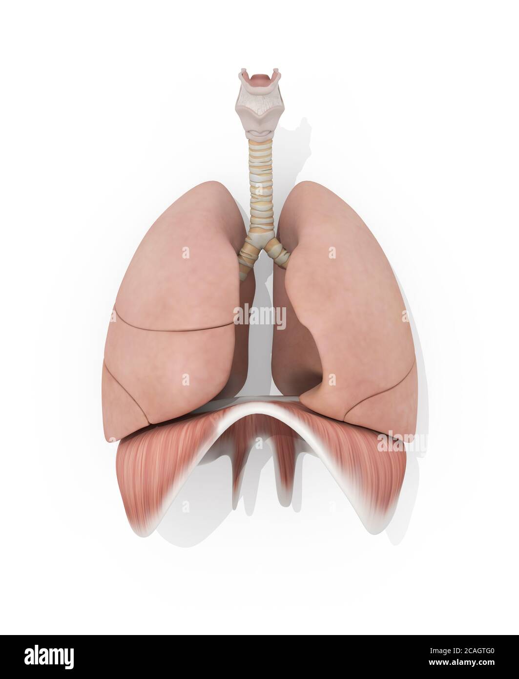 Illustrazione dell'anatomia del sistema respiratorio all'interno del corpo Foto Stock