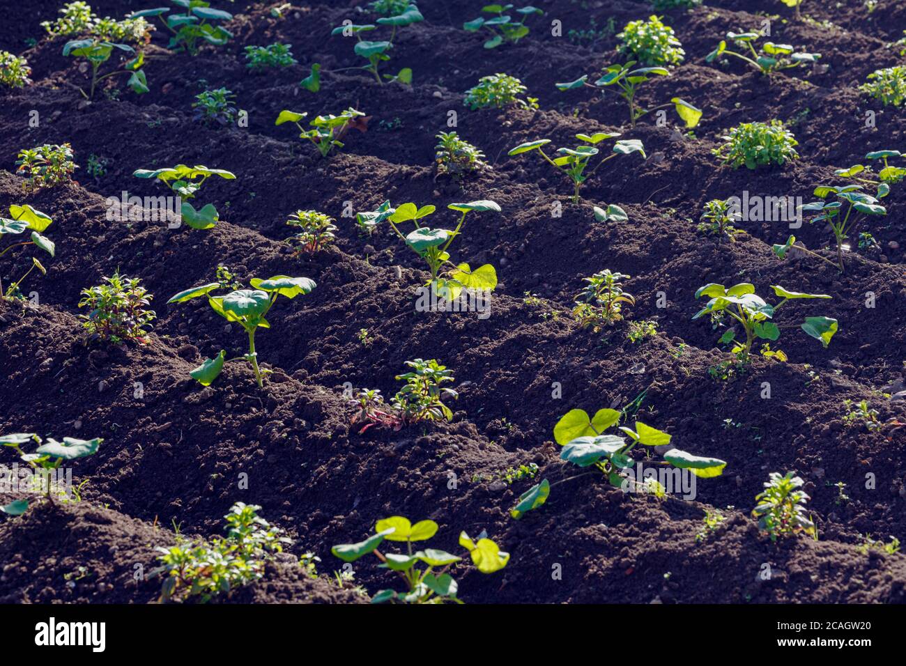 Nuove piante giovani che crescono in un campo. Provincia di Malaga, Spagna. Foto Stock