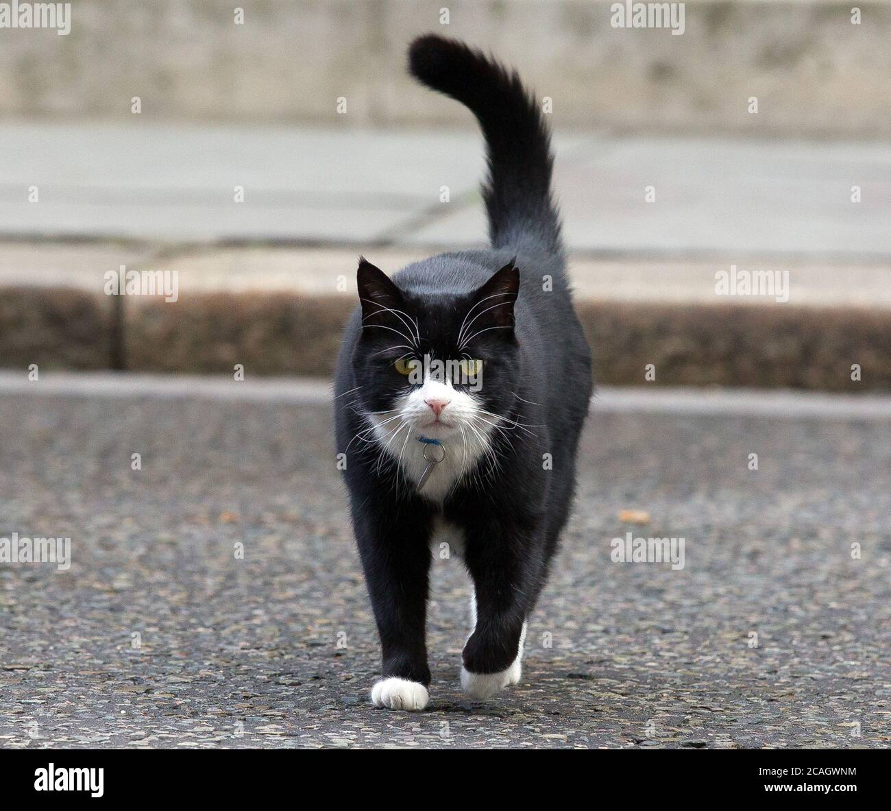 Foreign & Commonwealth Office Cat e capo Mouser Palmerston visto a Downing Street. Palmerston, il capo Mouser del Ministero degli Esteri, ha annunciato il suo Foto Stock