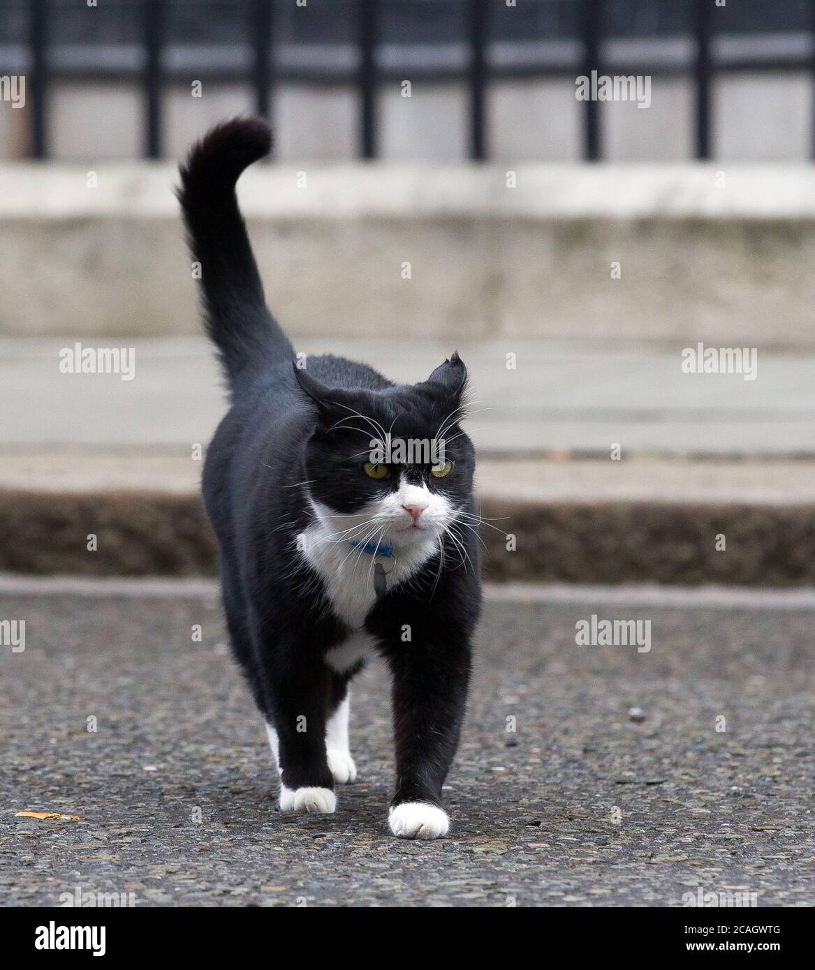 Foreign & Commonwealth Office Cat e capo Mouser Palmerston visto a Downing Street. Palmerston, il capo Mouser del Ministero degli Esteri, ha annunciato il suo Foto Stock