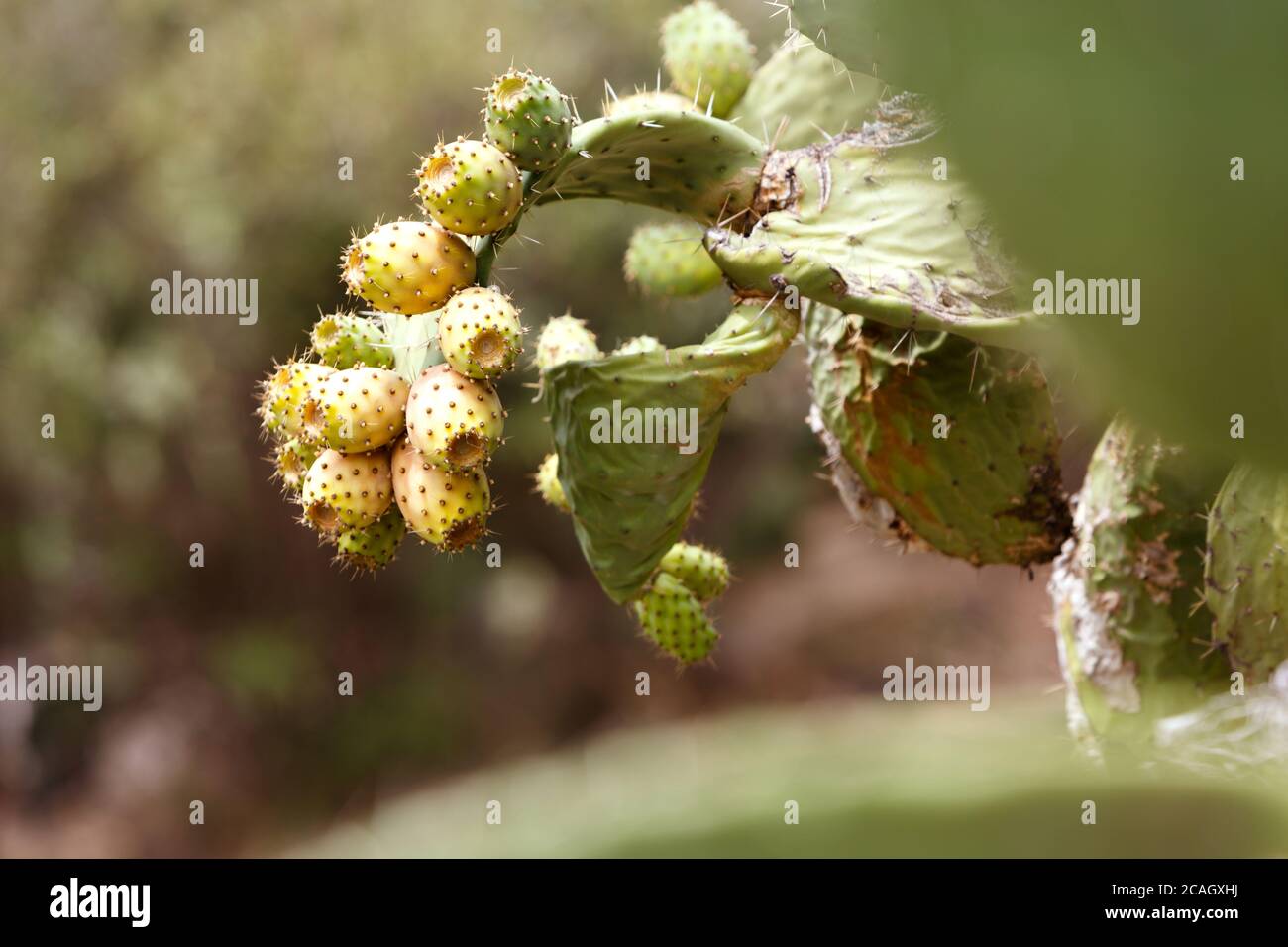 08.08.2018, Tindari, Sicilia, Italia - la fertile pera di ceci (Opuntia ficus-indica). 00U180808D016CAROEX.JPG [RELEASE DEL MODELLO: NO, RELEASE DELLA PROPRIETÀ: NO (C) Foto Stock