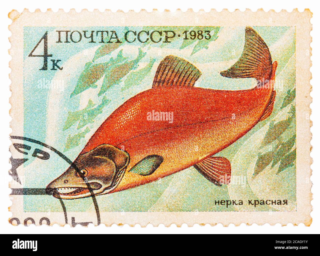 Il timbro postale stampato in URSS (CCCP, Unione sovietica) mostra oncorhynchus nerka (sockeye, salmone rosso o blueback) Foto Stock