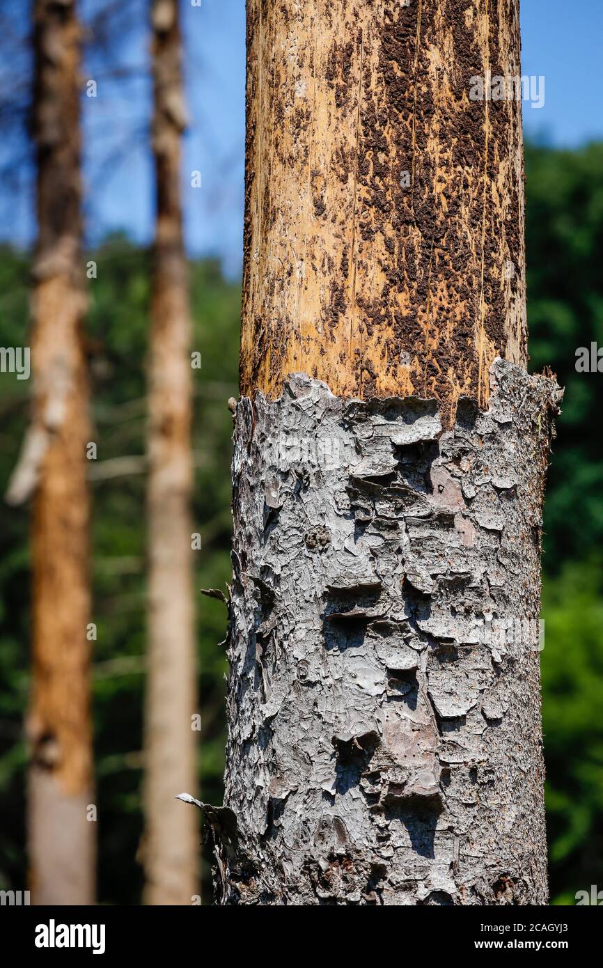 13.07.2020, Bonn, Renania Settentrionale-Vestfalia, Germania - la foresta morente nel Kottenforst, la siccità e la corteccia coleotteria danno gli alberi di abete rosso nel conifero Foto Stock