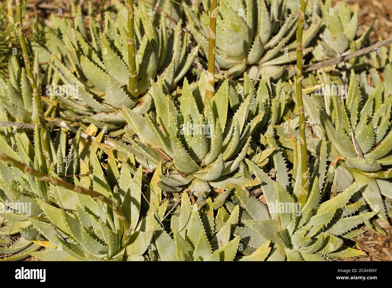 Aloe vera pianta full frame con prickles in esposizione in un giardino australiano. Foto Stock