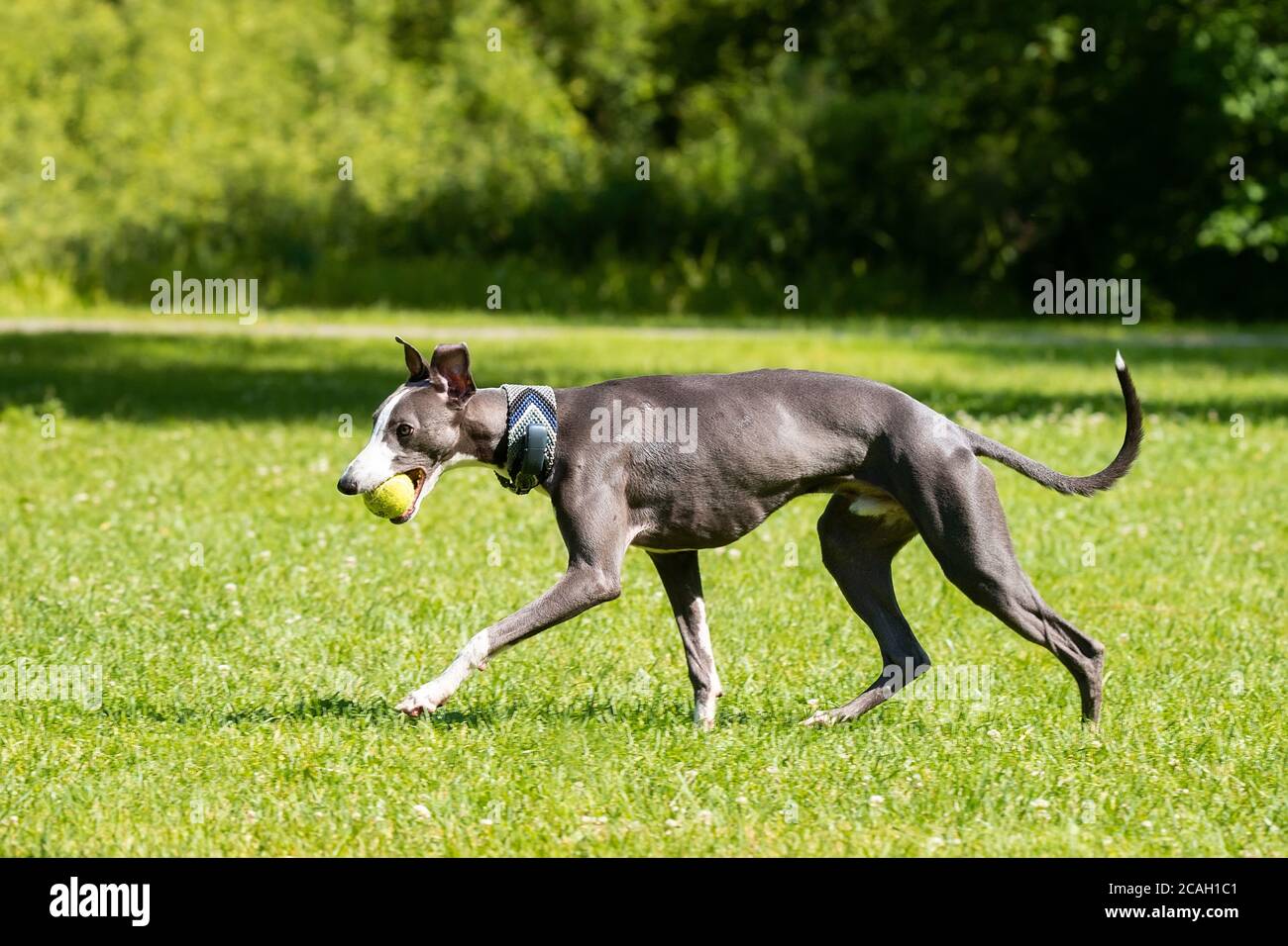 Cane razza Greyhound camminare nel parco sul erba Foto Stock