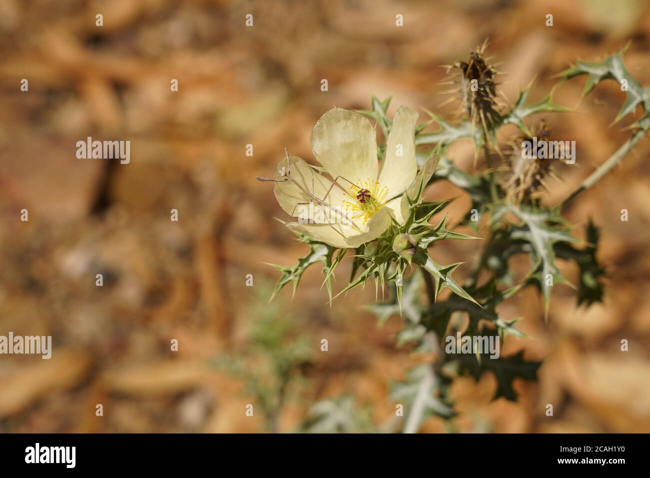 Attraente Poppy pianta Prickly nel wilds dell'Australia Foto Stock