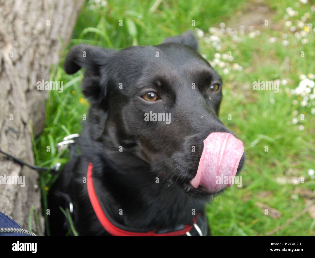 Labrador nero Croce bordo Collie leccare il naso Foto Stock