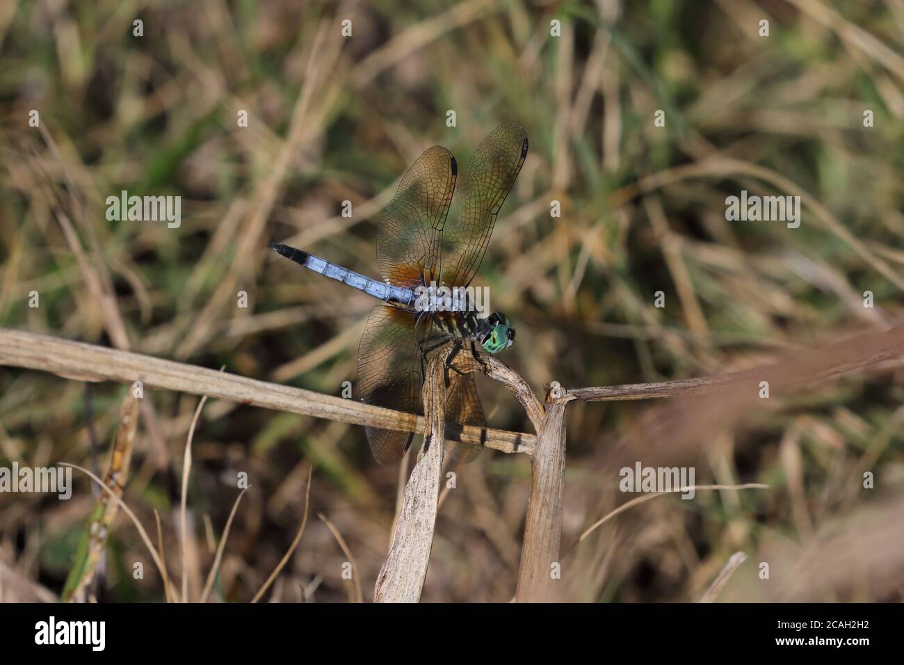 Dragonfly skimmer blu con testa verde Foto Stock