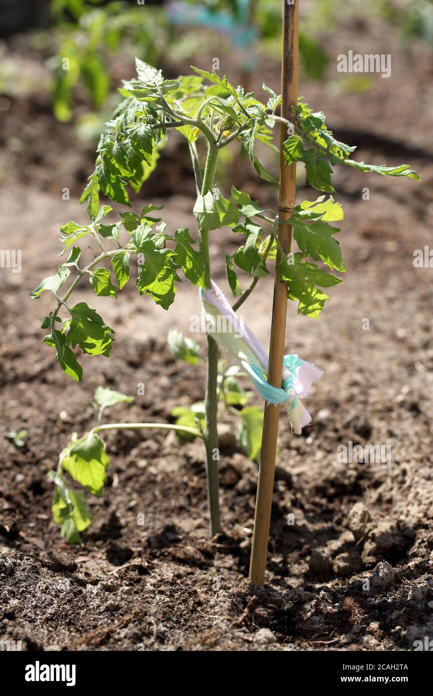 Il pomodoro giovane cresce nel giardino e spazio vuoto per testo Foto Stock