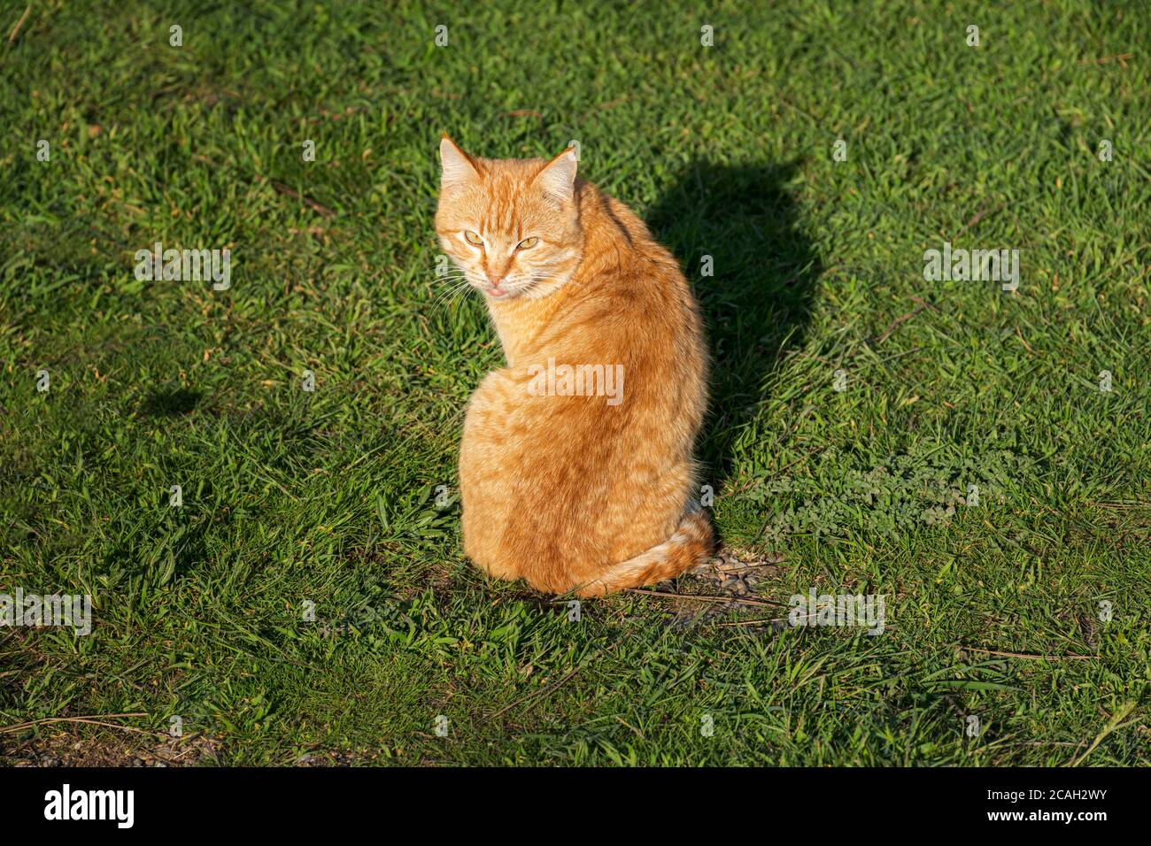 Gatto rosso di strada seduto sull'erba verde. Un bel gatto tabby con occhi sorpresi. Ritratto di un giovane gattino rosso su uno sfondo di verde luminoso Foto Stock