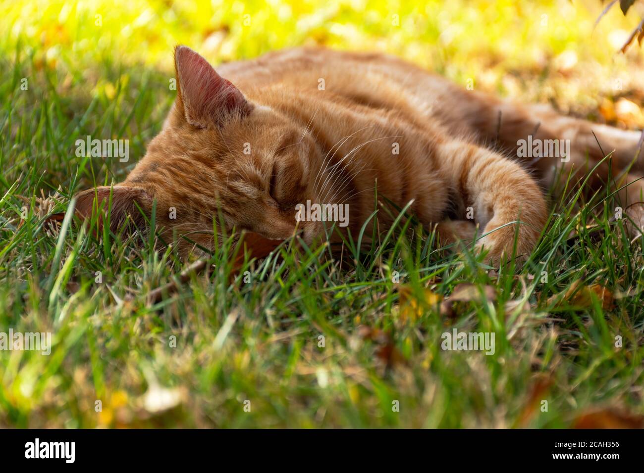 Piccolo carino gattino cat dormire fuori nel parco con fiori sullo sfondo di erba Foto Stock
