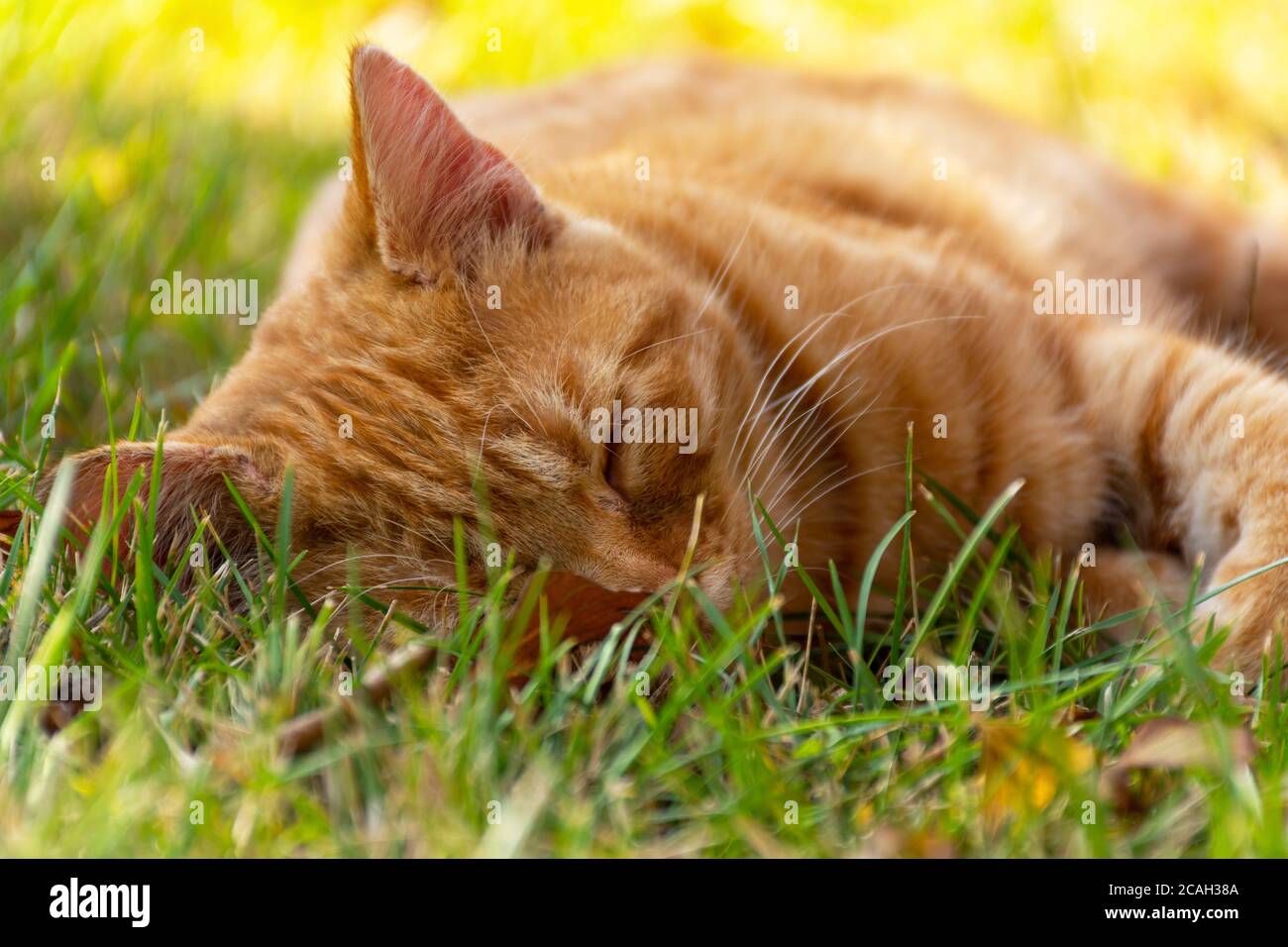 Piccolo carino gattino cat dormire fuori nel parco con fiori sullo sfondo di erba Foto Stock