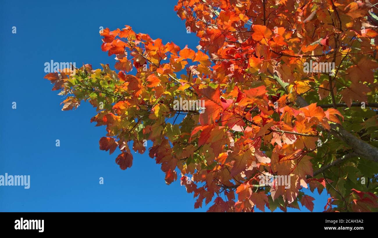Bellissimi colori autunnali su un albero con un cielo blu in questa foto scattata in una giornata gloriosa. Foto Stock